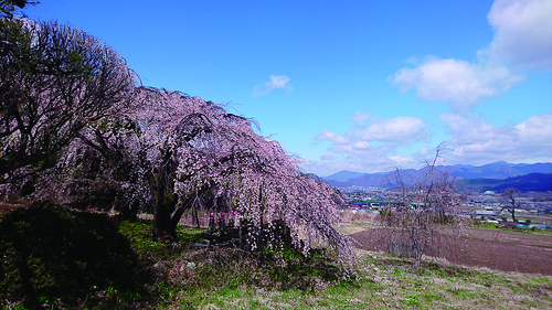 山門の枝垂れ桜や本堂裏手のカタクリ群生地は、4月中旬 から5月上旬が見頃